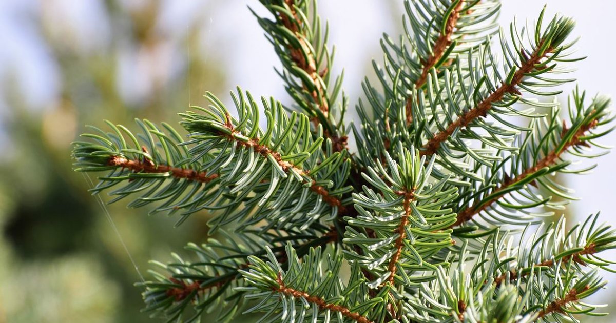 Asiantuntija vastaa: Mitä pitää ottaa huomioon kuusen siirtämisessä?