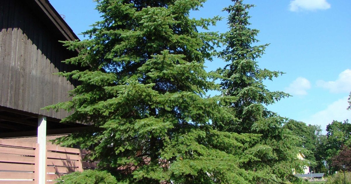 palsamipihta